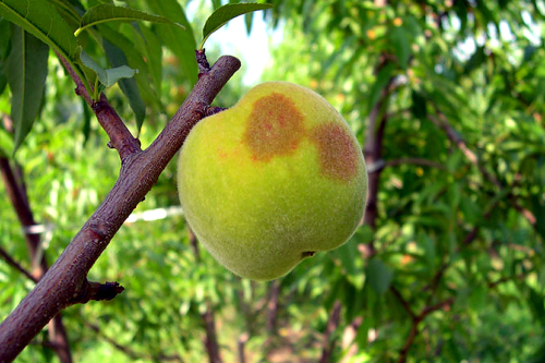 Lesions show as discolored fuzz in circular, tan to orange blemishes that are approximately 3 to 5 m