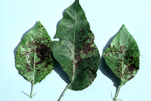  Lesions on leaves and petioles are small, circular, purple to black spots. 