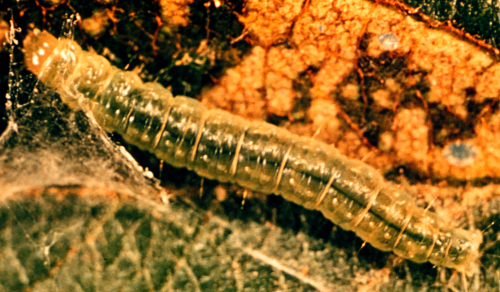  Larva is pale green with a yellow or green head. 