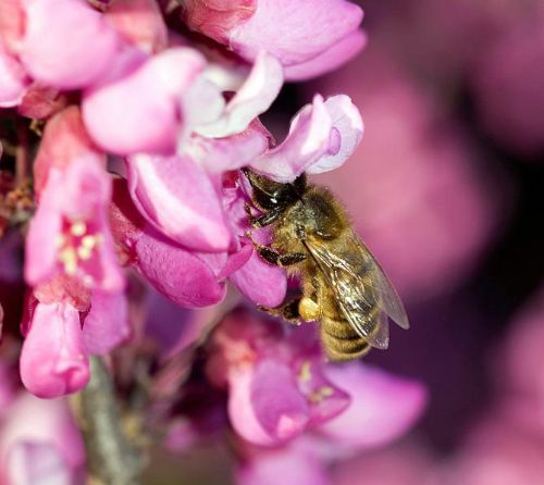 A bee visits a redbud. Photo credit: Zachary Huang, MSU