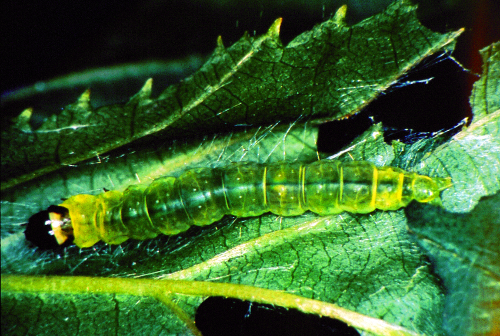 Translucent green caterpillar has a reddish- to dark-brown head and an amber to pale-green thoracic shield edged with brown. 