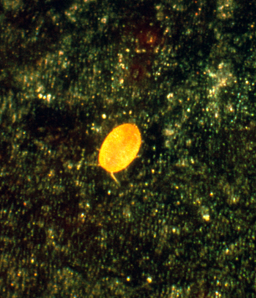  Nymphs (crawlers) are bright yellow and resemble spider mites. 