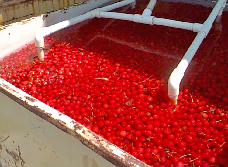 Tart cherries are cooled in cold running water to remove the field heat and the heat of respiration. Without the cold running water, the cherries would quickly cook themselves. Photo by Mark Longstroth, MSU Extension.