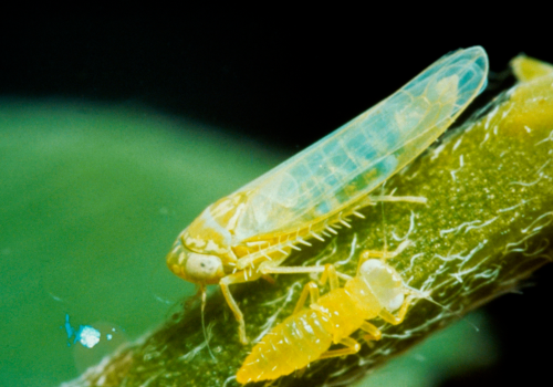 Adults are yellowish green with a long, wedge-shaped body.
