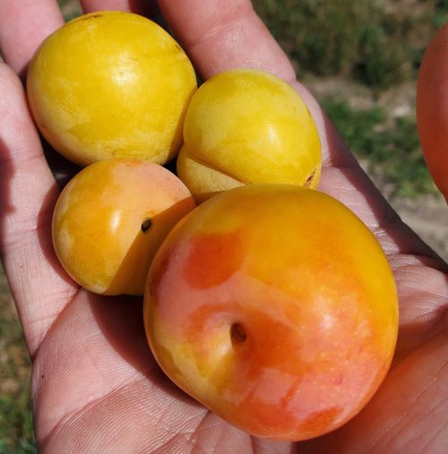 Early varieties of peaches and plums