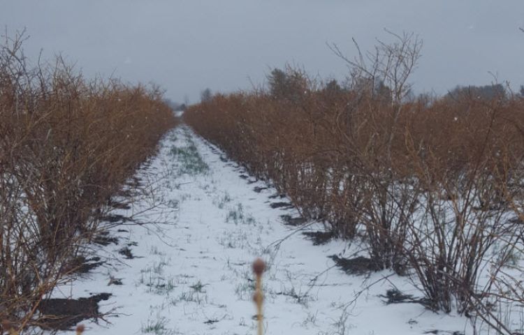 Cold, snowy weather continues to hold back southwest Michigan fruit crops. All photos by Mark Longstroth, MSU Extension.