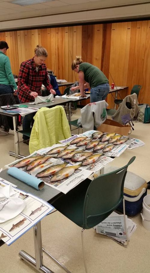Participants practice fish printing, or Gyotaku (a traditional Japanese method), before learning how to prepare fish. Photo: Mark Stephens, Michigan State University