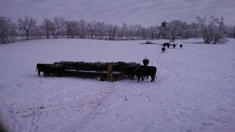 To minimize the effects of adverse weather conditions, cow-calf producers should plan ahead as much as possible and ensure cows come through the winter in good conditions.