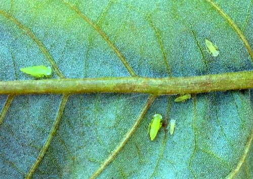 Potato leafhoppers on leaf. Photo credit: Mario Mandujano, MSU