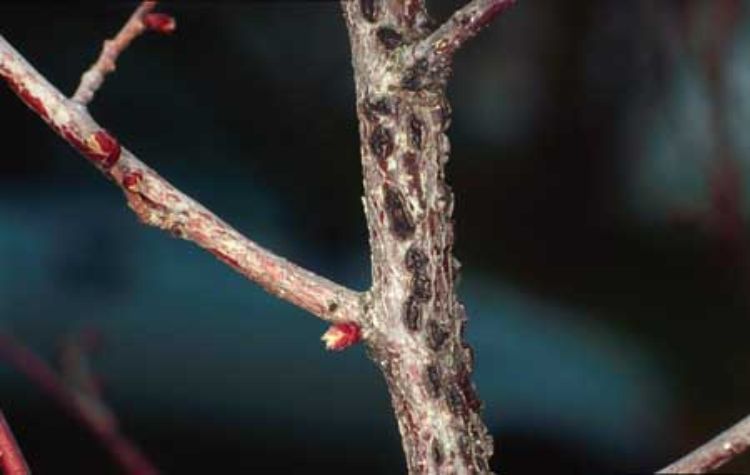 Football-shaped stromata of eastern filbert disease