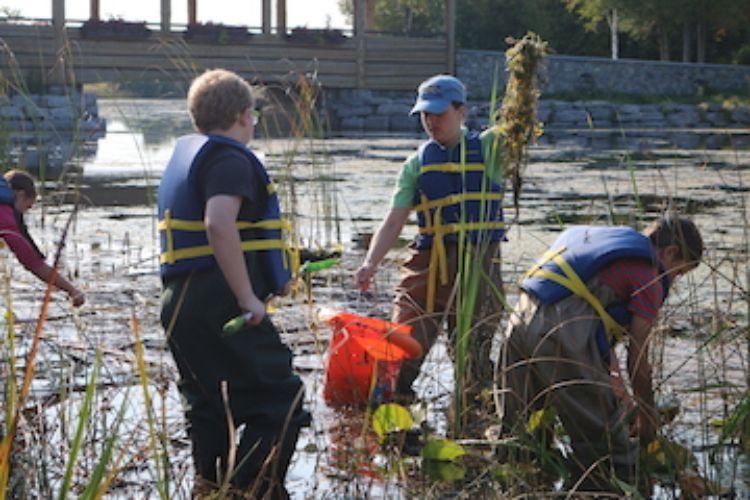 Alpena elementary students work alongside NEMIGLSI network coordinator, Meaghan Gass, to identify and remove invasive European frogbit. Photo: Michigan Sea Grant
