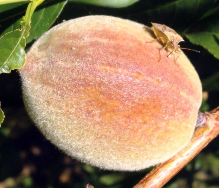 Stink bug injury on peach fruit. Note the droplets of ooze from the current and previous probing actions. Photo credit: Bill Shane, MSU Extension