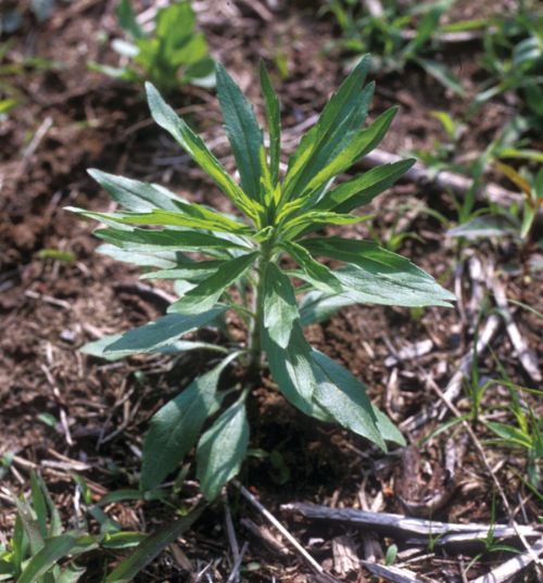 Horseweed or marestail. Photo credit: Steve Gower