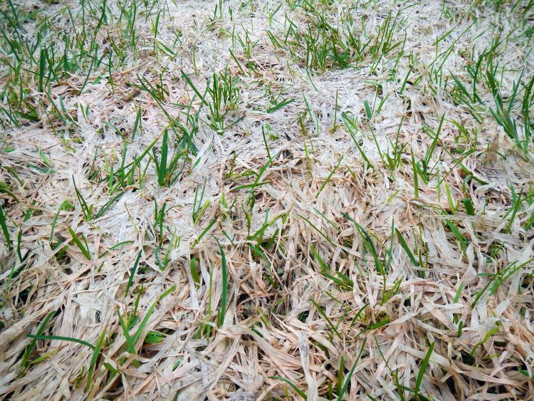 Turf slowly recovering following snow mold injury. Photo credit: Kevin Frank, MSU
