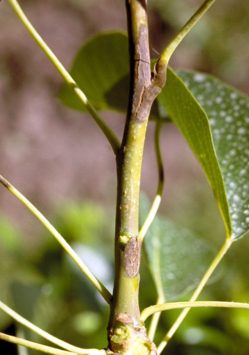  Lesions on shoots appear similar to leaf and fruit lesions and become corky. 