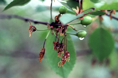 Infected flowers turn brown, wither, and either become a gummy mass or drop like unpollinated flowers. 