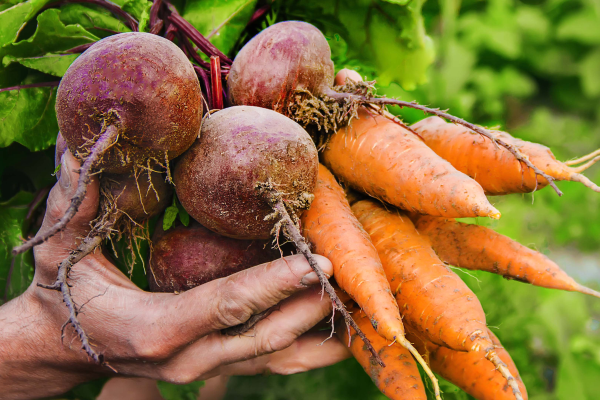 Close up shot of a person's hands holding bunches of red beets and orange carrots