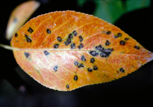  Leaf lesions start as small, purple to black pinpoint spots. 