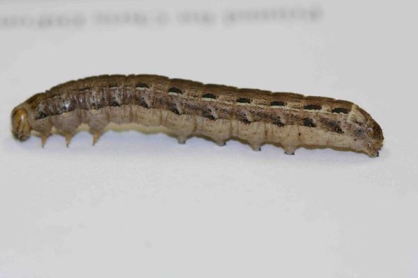 winter cutworm