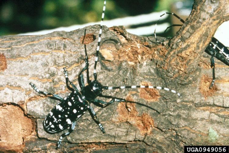 Look for the alternating black and white bands on the antennae of Asian longhorned beetles. | Photo by Kenneth R. Law, USDA