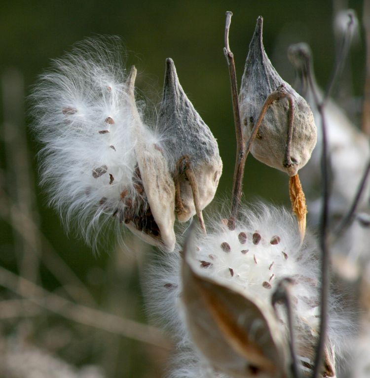 Milkweed pods sending out seed for next year’s milkweed. Photo by Charles Dawley, Flickr Creative Commons