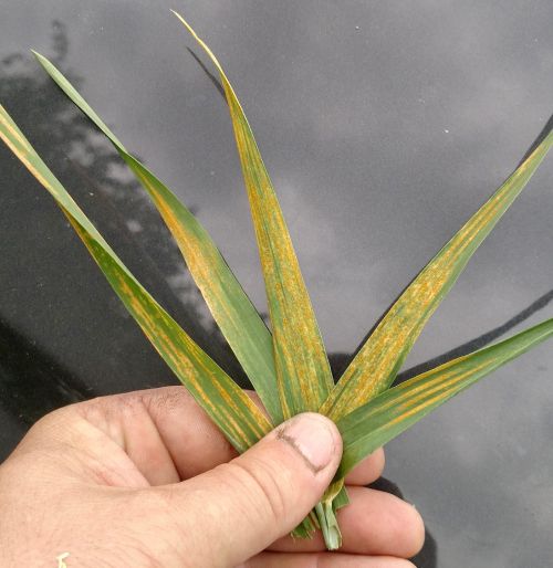 Wheat flag leaves infected with stripe rust in a field located near Gobles on May 27, 2016. There are limited numbers of plants with this level of severity in fields, but the number of infected plants is growing.