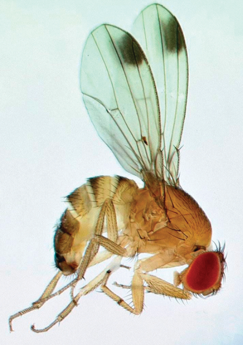  Spotted wing Drosophila male with the characteristic spot on each wing. 