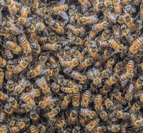 Honey bees on a frame removed from a hive during a health inspection. All photos: Sarah B. Scott, MSU.