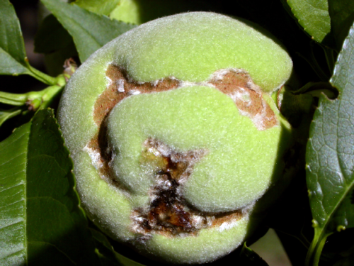  Adult feeding on fruit surface. 