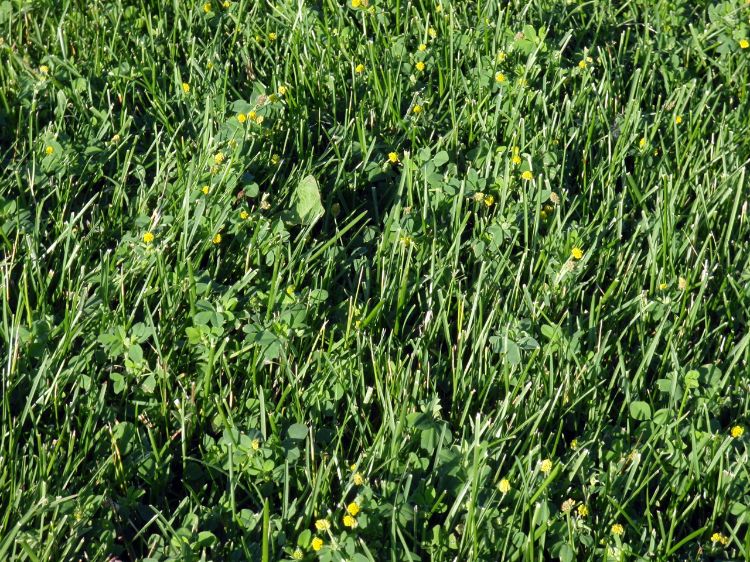 Black medic in a lawn. Photo credit: Kevin Frank, MSU