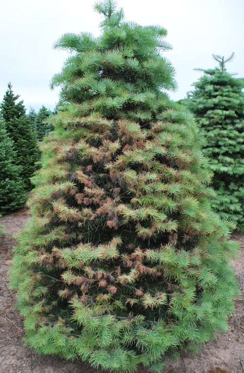 Concolor fir damaged from Delphinella shoot blight. Photos: Jill O’Donnell, MSU Extension.