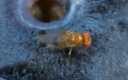  Spotted wing Drosophila adult. 