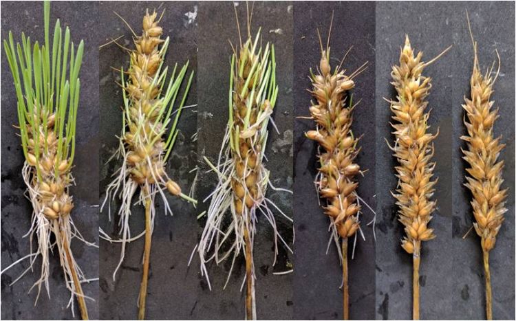 Severely sprouted spikes like these are not typically observed in the field. Although spikes in the field may not have any visual sprouting symptoms, it does not mean sprouting damage hasn't occurred. Photo: Linda Brown, MSU.