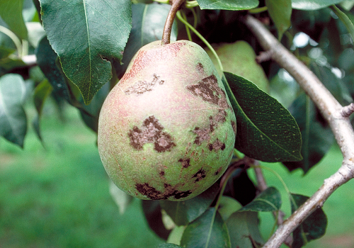  Fruit becomes misshapen with dark brown to black spots or patches. 