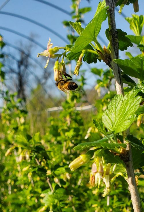 Honey bee on gooseberry.