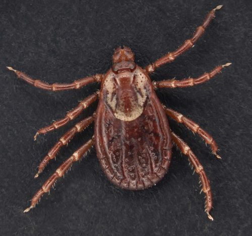 Female dog tick. Photo by Susan Ellis, USDA APHIS PPQ, Bugwood.org