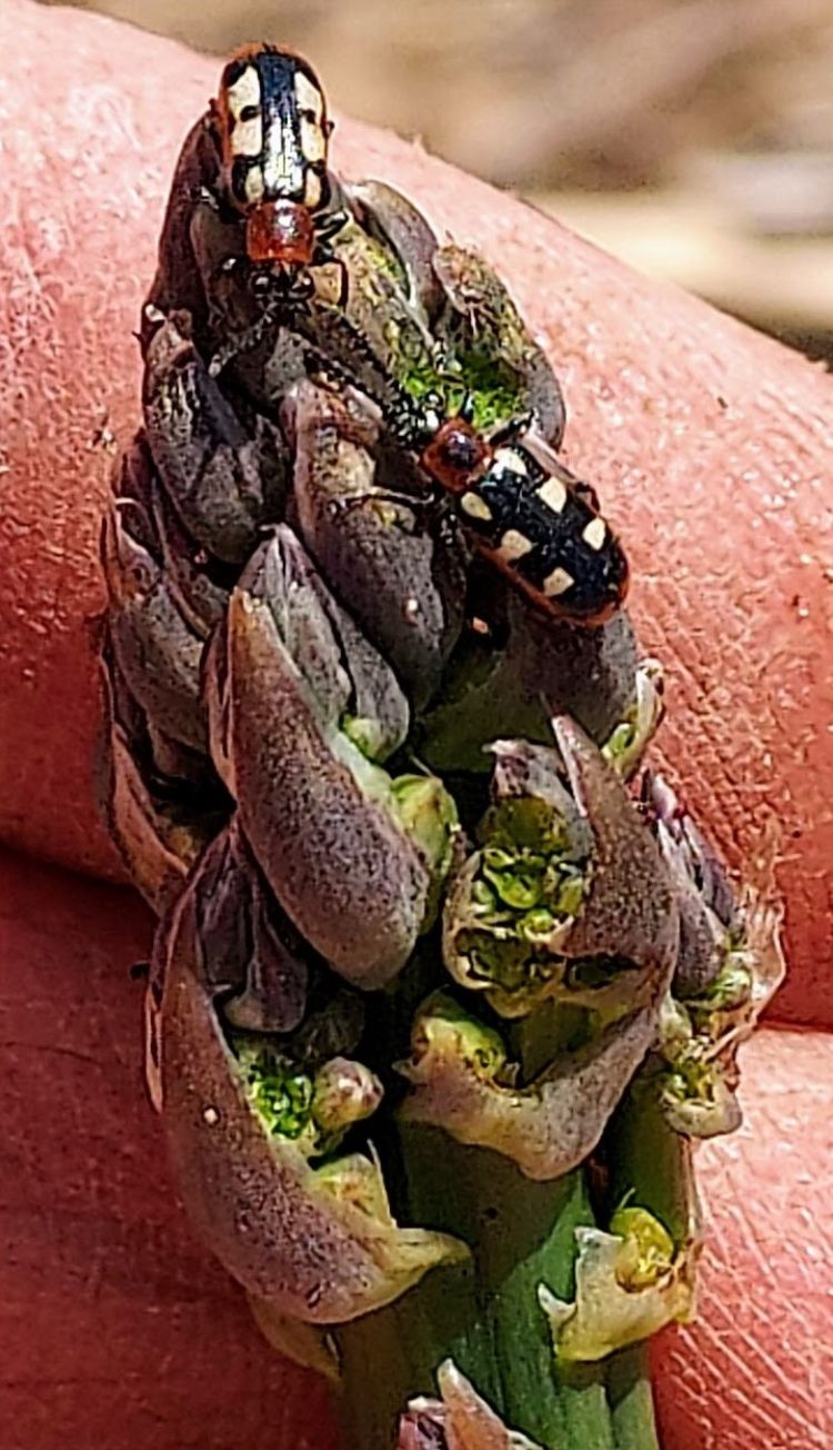 Common asparagus beetles on asparagus.