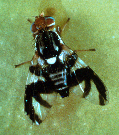 Adults are black flies with white crossbands on the abdomen (3 on males, 4 on females), a prominent white spot on the posterior end of the thorax and wings marked with black bands in the shape of an â€œF.â€ 