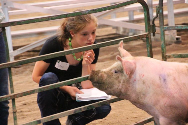 Youth apply animal anatomy and physiology skills through animal evaluation.