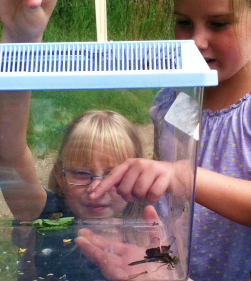 Kids Being Scientists campers observing toad and dragonfly behavior. Photos: Kellogg Bird Sanctuary