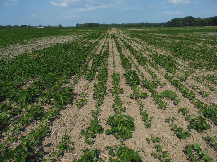 Soybeans growing unevenly in a field.