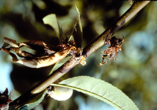  Twigs develop cankers with profuse gumming at the margin between diseased and healthy tissue. 