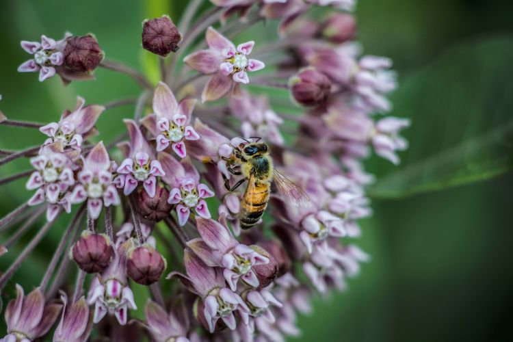 Honey bee foraging on Asclepias, commonly known as milkweed. Photo: Sarah B. Scott, MSU.