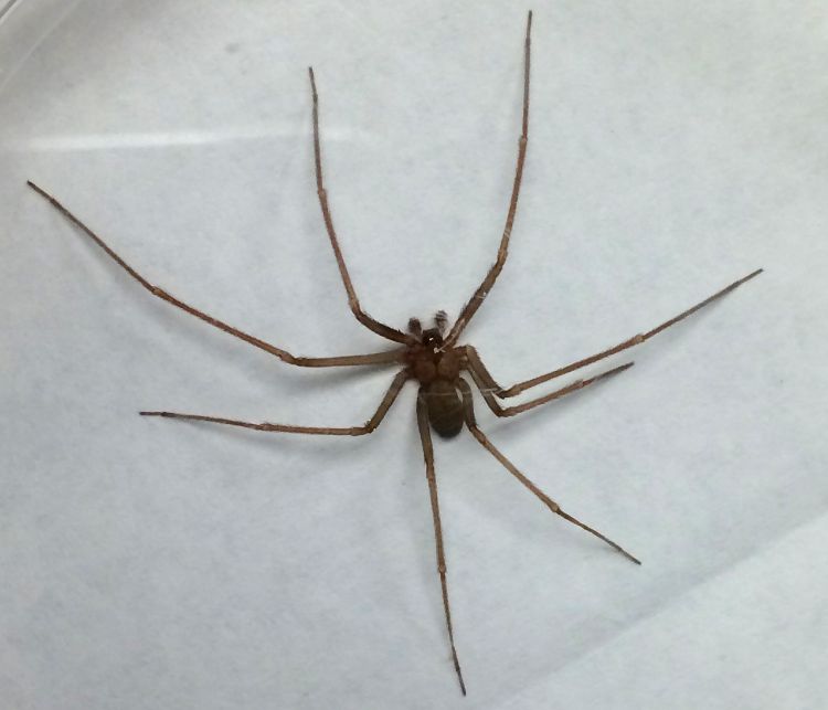 Brown recluse spider found in Ann Arbor, Michigan, on Aug. 19, 2016. An adult body is about 0.375 inch, but with its legs spread it is about the size of a quarter. Image courtesy of Alexander Migda, UofM.