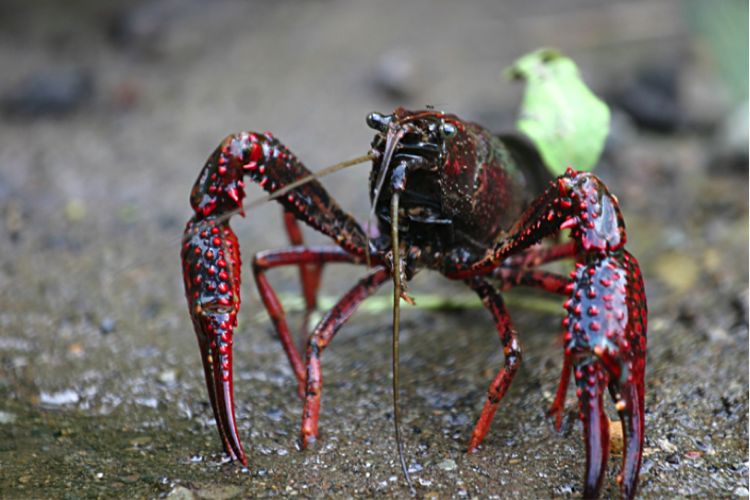 The claws of the red swamp crayfish have bright red spiky bumps. Photo: Mike Murphy