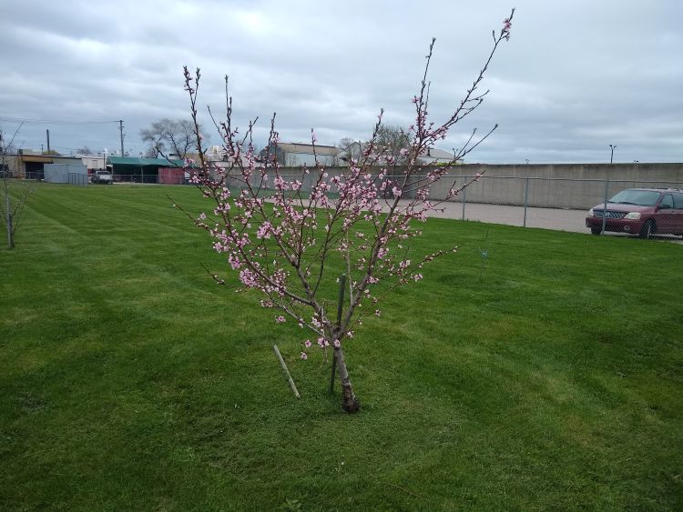 Peach tree starting to bloom.