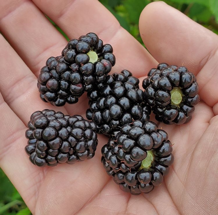 Blackberries in a hand.