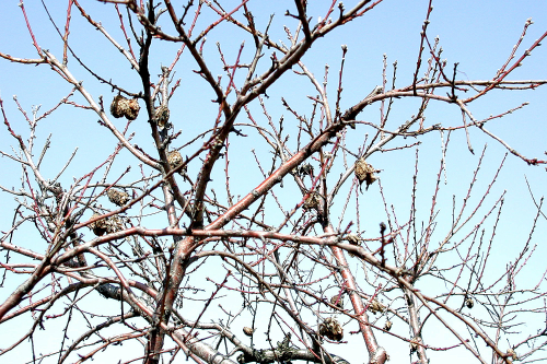  Infected immature and mature fruit tend to remain on the tree and form mummies. 