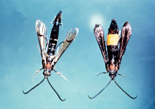 Adult is a clear-winged, metallic blue moth with one broad orange band (female, right), or two or more yellow bands (male, left) across the abdomen. 