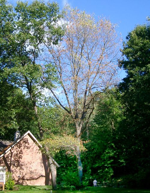 Red oak quickly killed by the oak wilt fungus. Photo credit: Rebecca Finneran, MSU Extension